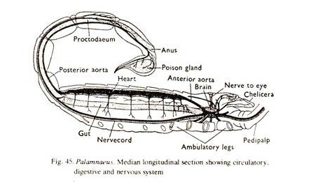Circulatory System in Various Arthropods