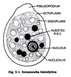 Types Of Protozoans