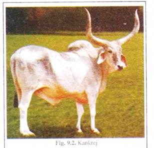 indian cow breeds