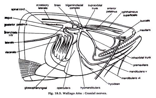 Wallago Attu: Cranial Nerves