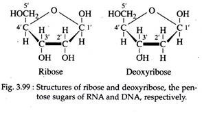 Structures of Ribose and Deoxyribose