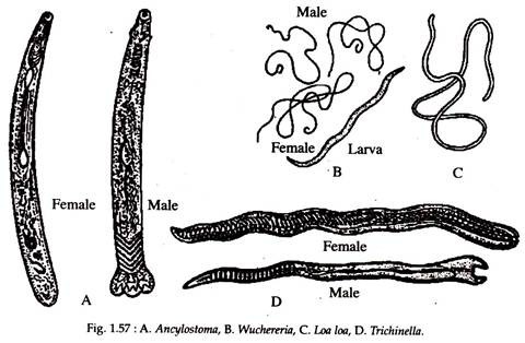 Nematode - Structure, Classification and Characteristics - GeeksforGeeks
