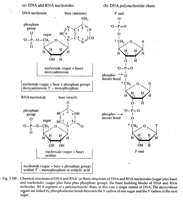 Chemical Structures of DNA and RNA