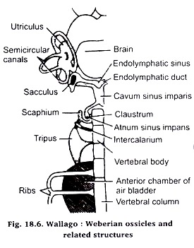 Wallago: Weberian ossicles and relate structures