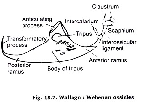 Wallago: Webebab ossicles