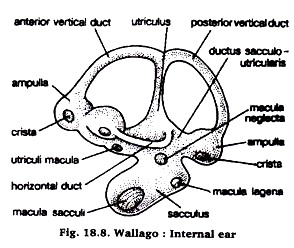 Wallago: Internal ear