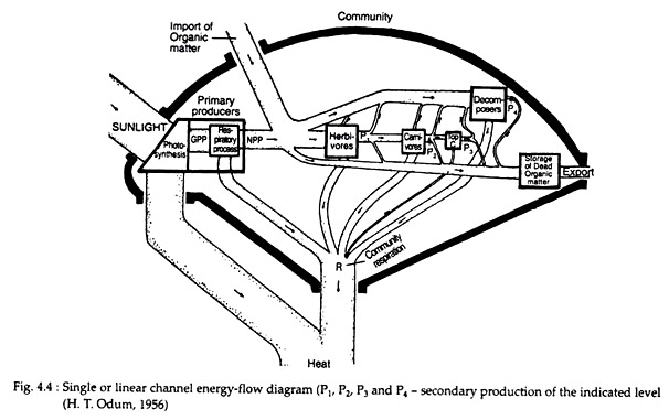 Y-shaped energy flow model: Who eats whom in nature – Eco-intelligent™