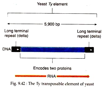 Ty Transposable Element of Yeast