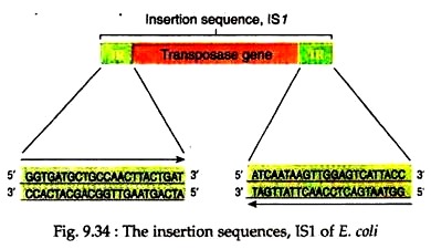 Insertion Sequences, IS1 of E.Coli