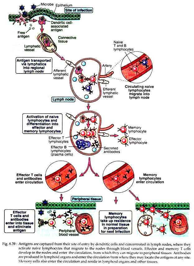 Antigens are Captured from their Site of Entry