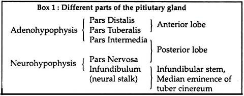 Different parts of pituitary gland