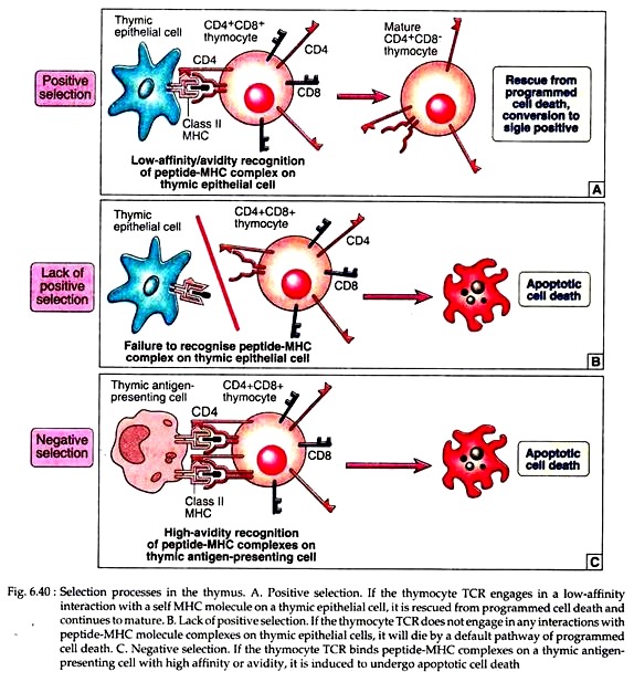 Selection Processes in the Thymus