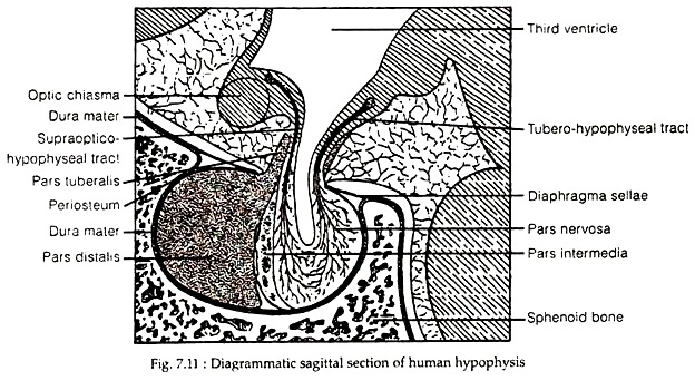 Sagittal Section of Human Hypophysis