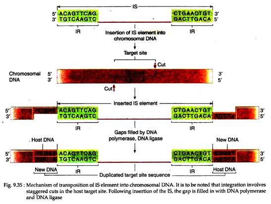 Mechanism of Transposition of IS Element