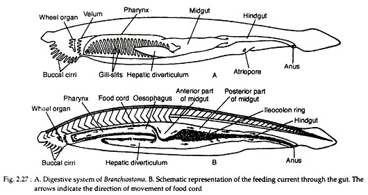 Digestive Systems of Branchiostoma and Ascidia | Zoology
