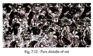 Pars Distalis of Rat