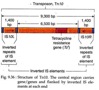 Structure of Tn10