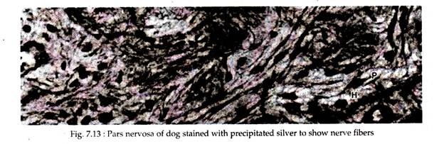 Pars Nervosa of Dog Stained