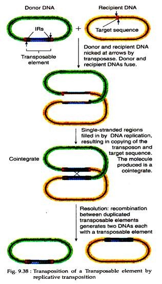 Transposition of a Transposable element by replicative transposition