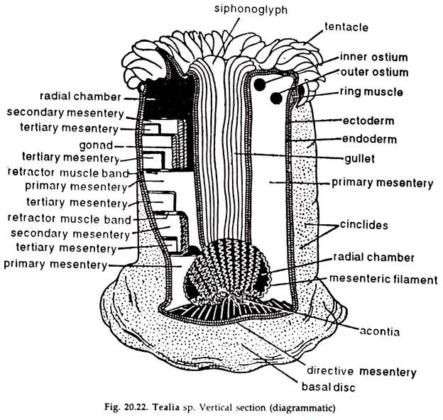 Sea Anemone: Body Form and Body Wall | Phylum Cnidaria