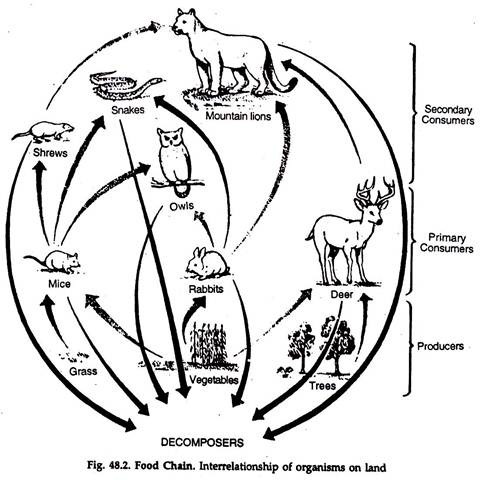Food chain diagram concept on forest background - Stock Illustration  [78018328] - PIXTA