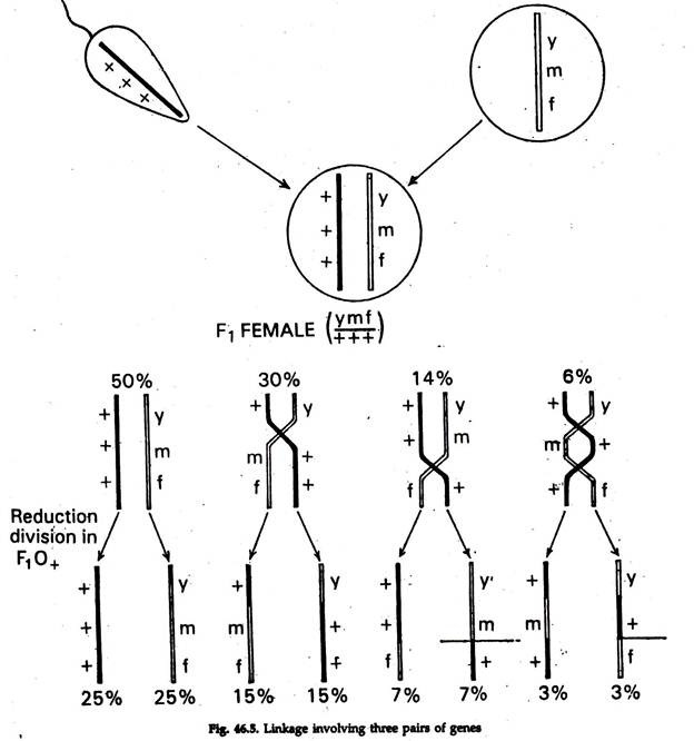 Crossing Over of Genes (With Diagram) | Genetics