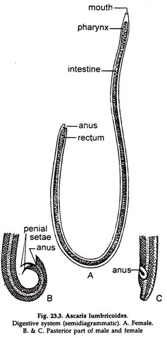 Ascaris: External Features and Body Wall | Phylum Aschelminthes