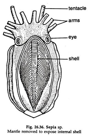 Cuttle Fish: Respiratory System and Digestive System