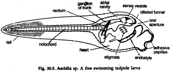 Ascidia: External Features and Metamorphosis