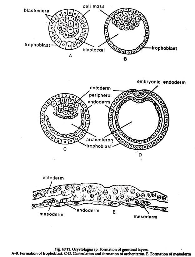 Oryctolagus