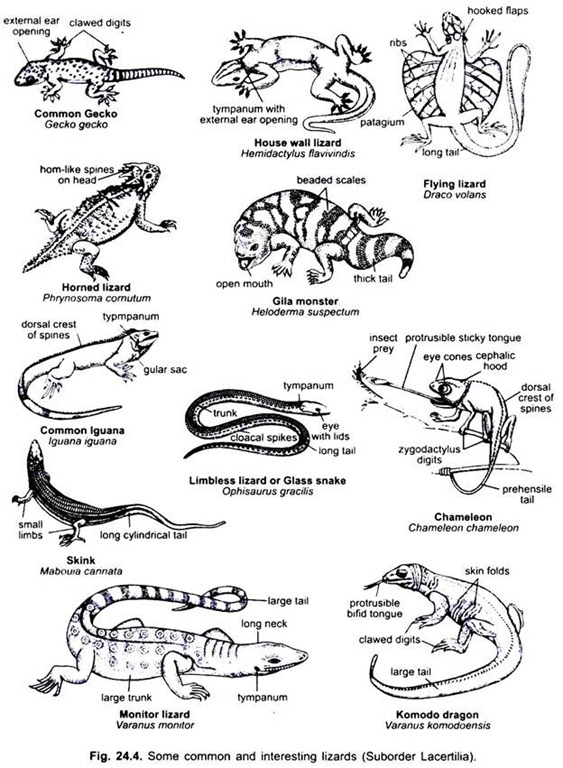 9 Most Common Lizards Vertebrates Chordata Zoology