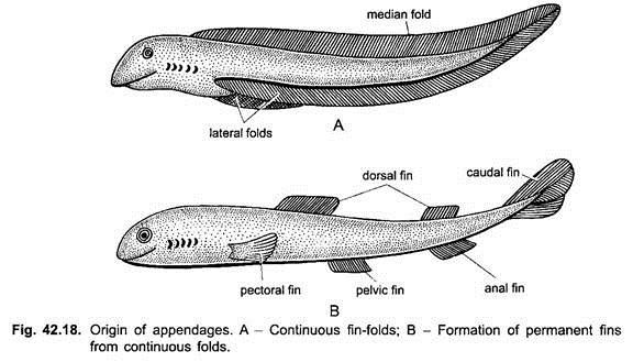 Appendicular Skeleton in Vertebrate (With Diagram) | Chordata | Zoology