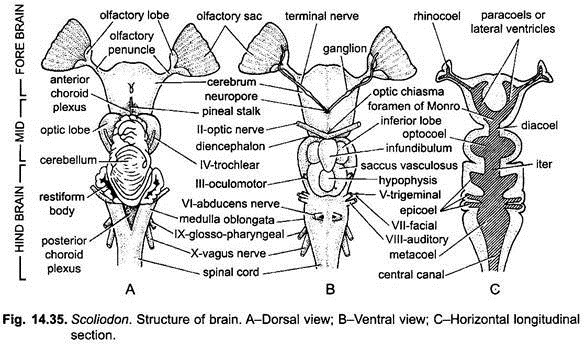 dogfish shark respiratory system