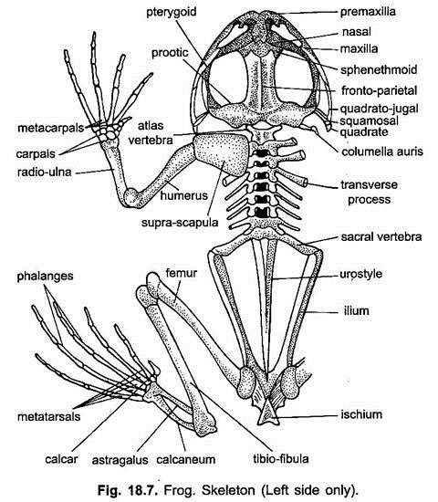 Pectoral girdle and arm frog bones 