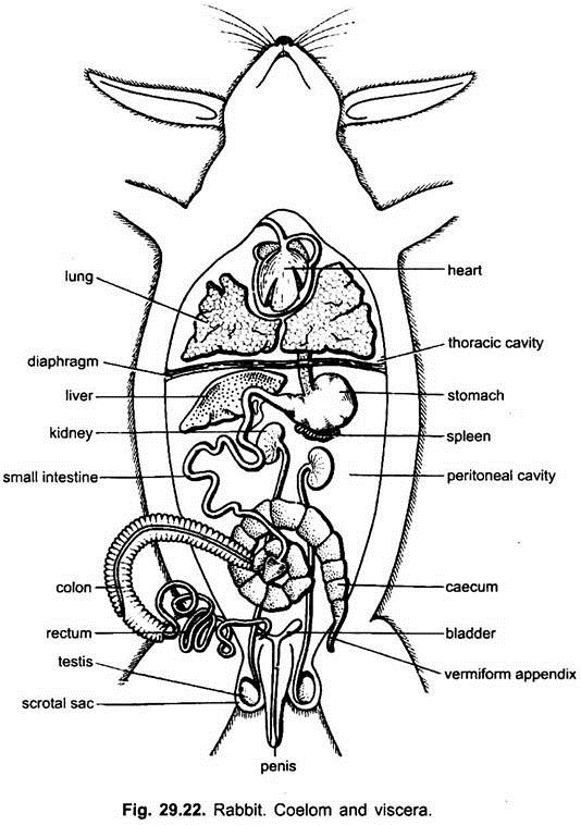 Digestive System of Rabbit (With Diagram) | Chordata | Zoology