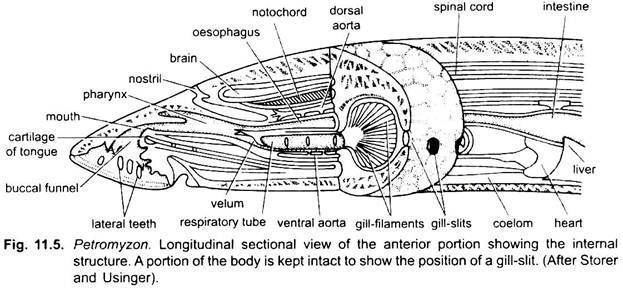 Lamprey Internal Anatomy Diagram