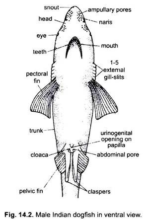 Dog Fish Diagram