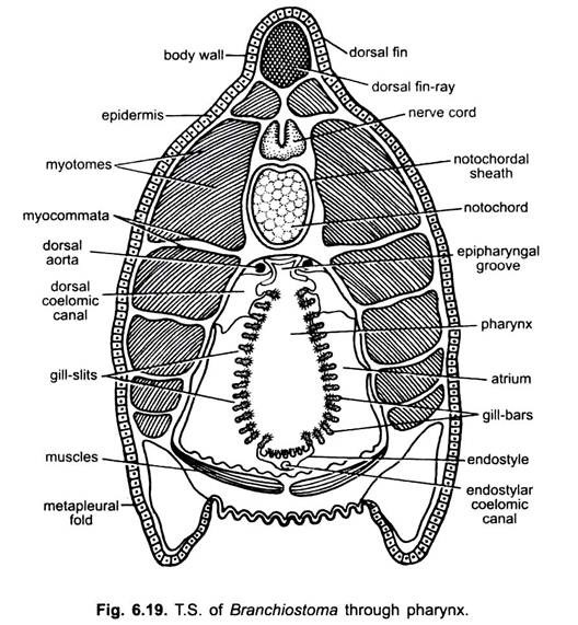 Atrium of Branchiostoma (With Diagram) | Chordata | Zoology