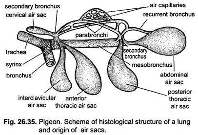 Scheme of Histological Structure of a Lung and Origin of Air Sacs