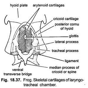 Skeletal Cartilages of Laryngotracheal Chamber