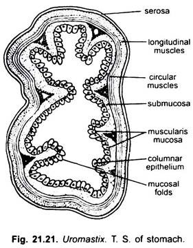 Digestive System of Uromastix (With Diagram) | Chordata | Zoology