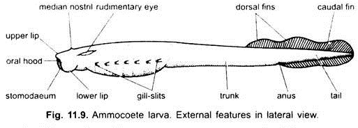 Anatomy of Lamprey (With Diagram) | Vertebrates | Chordata | Zoology