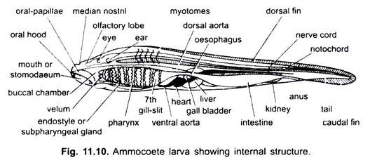 Lamprey Anatomy Diagram
