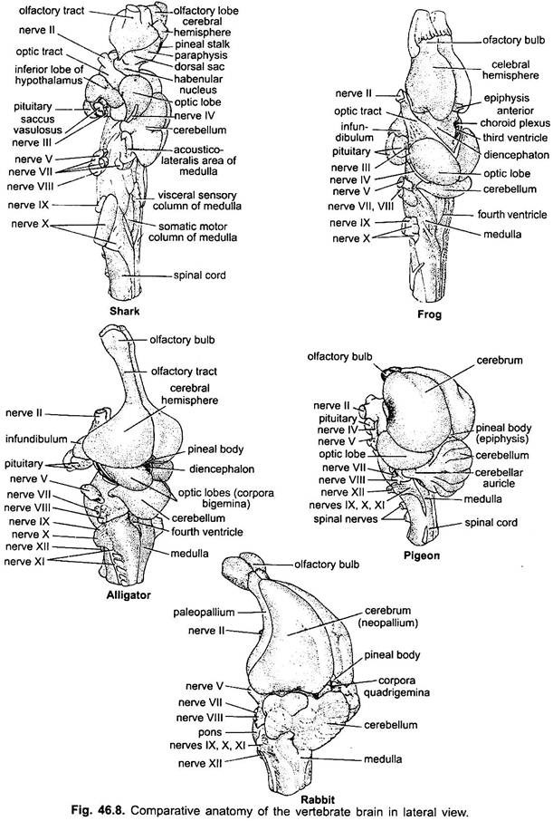 Anatomy of Nervous System in Vertebrates (With Diagram) | Chordata ...